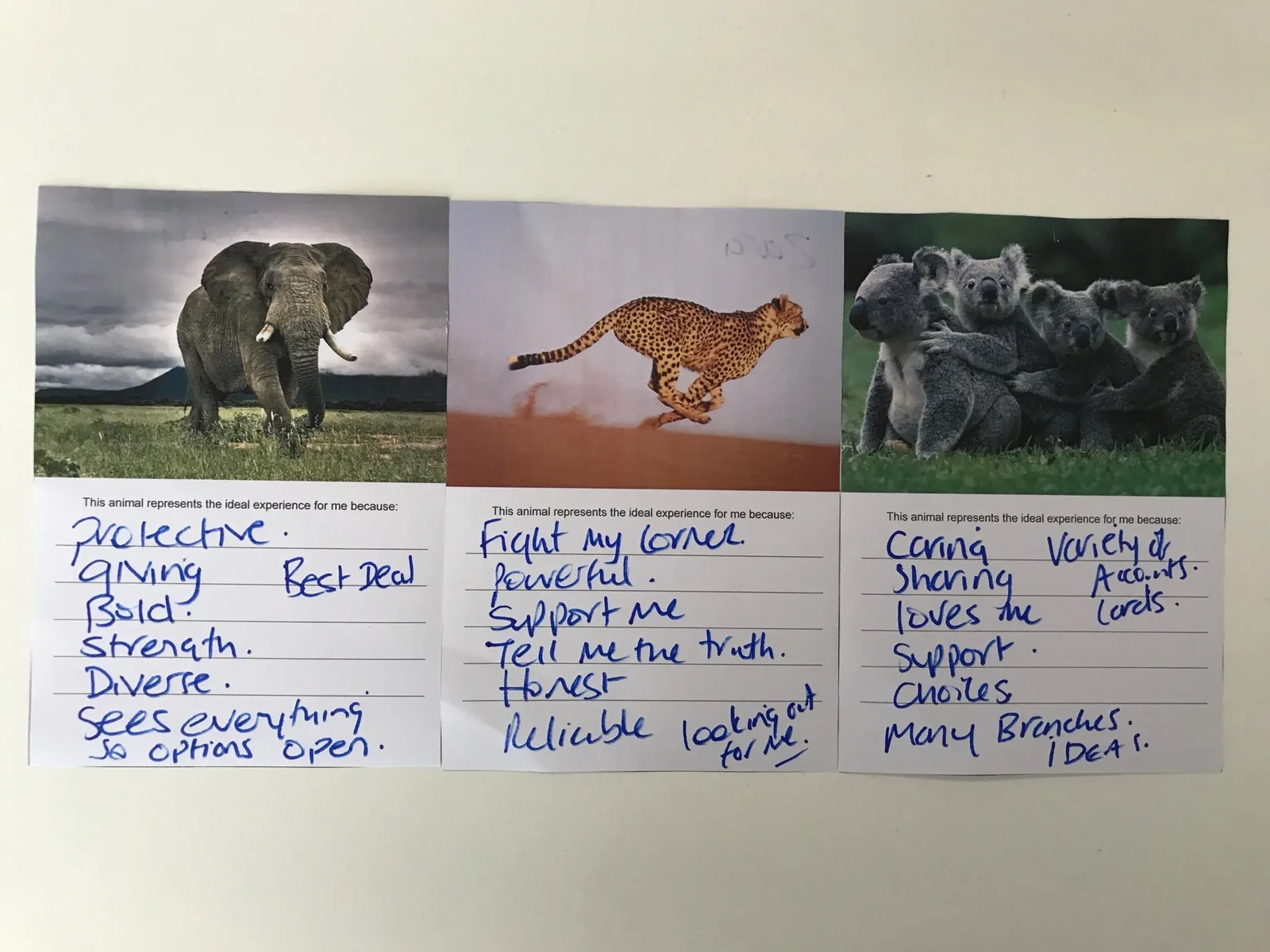 Three animals for the bank they wanted, an elephant, a cheetah and koalas, with the words participants chose